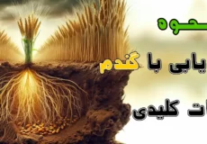 گنج یابی با گندم