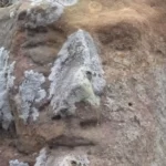 نماد رخ انسان در دفینه چیست
